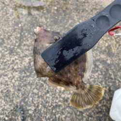 青物好調!人工島