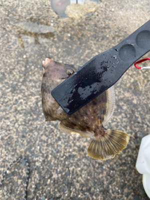 青物好調!人工島