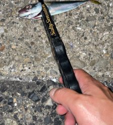 アジングのちタチウオ