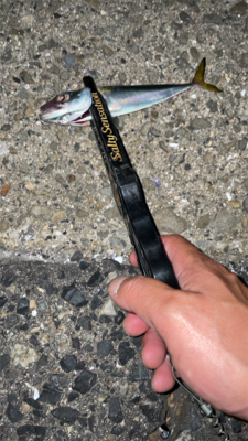 アジングのちタチウオ