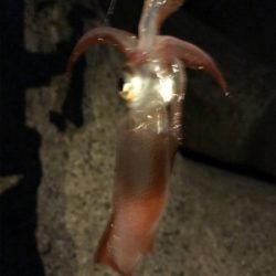 土砂降り後でも本当に釣れるのぉ？