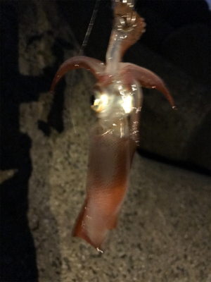 土砂降り後でも本当に釣れるのぉ？