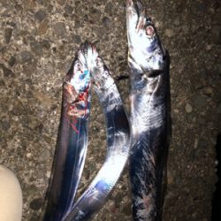 あそこがタチウオ