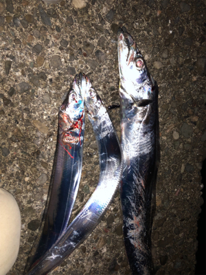 あそこがタチウオ