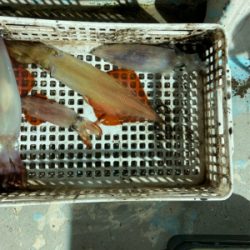 丹後半島イカメタルゲーム