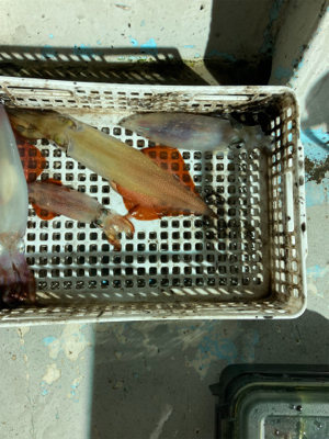 丹後半島イカメタルゲーム