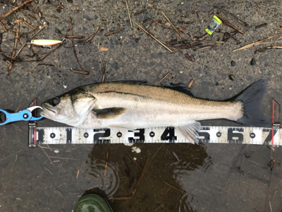 ランカー&つ抜け達成！！！