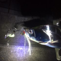 今年１発目の太刀魚調査