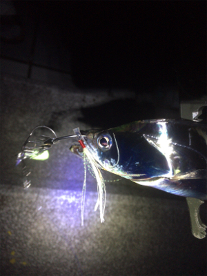 今年１発目の太刀魚調査