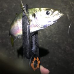 豆アジからのデブアジ