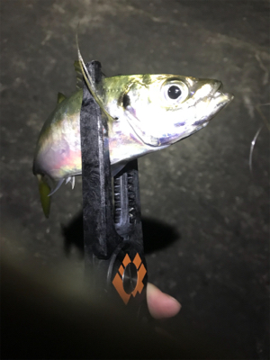 豆アジからのデブアジ