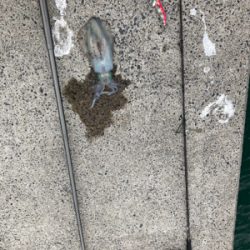 堤防からエギング