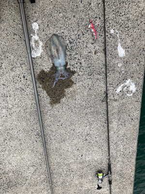 堤防からエギング