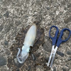 秋イカ(アオリイカ)