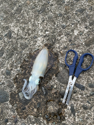 秋イカ(アオリイカ)