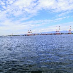 まだ居てたタコ