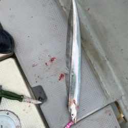 まだまだタチウオ