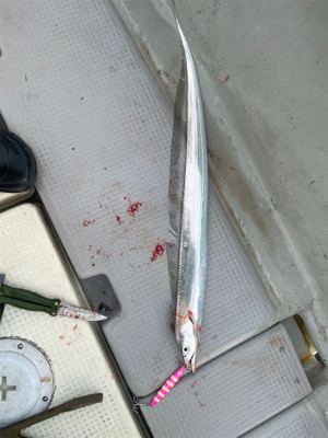 まだまだタチウオ