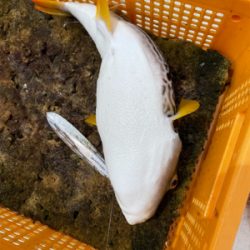 明石沖ジギング