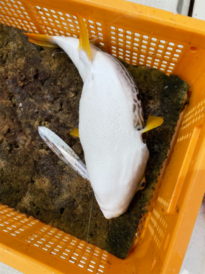 明石沖ジギング