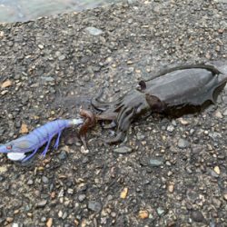 秋イカエギング
