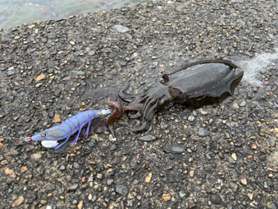 秋イカエギング