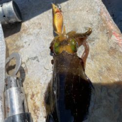 ボート　ジギング&タイラバ &エギング