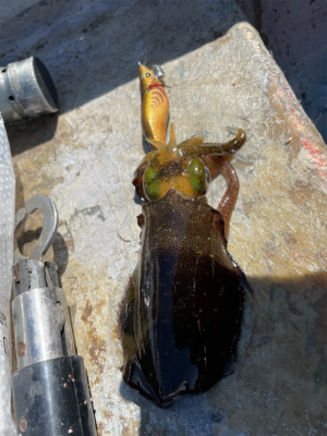 ボート　ジギング&タイラバ &am…