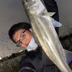 荒川シーバス連発