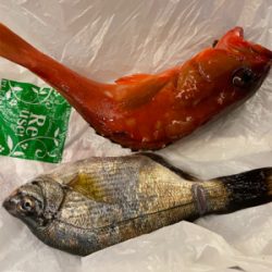 葉山ボート釣り