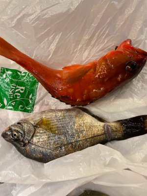 葉山ボート釣り