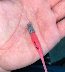 エギング時々シーバス