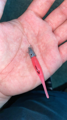 エギング時々シーバス