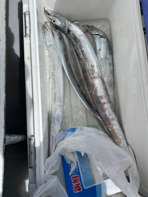 秋　太刀魚テンヤで