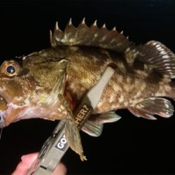 久々の釣行、癒しのガッシー