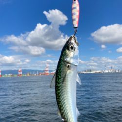 無限小鯖が消えキビレ。。