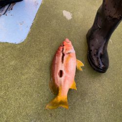 落とし込み釣り