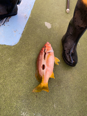 落とし込み釣り