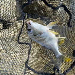 パターン掴むのが毎回遅い