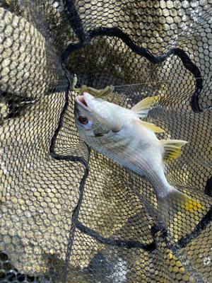 パターン掴むのが毎回遅い