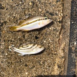 久しぶりの砂浜からの投げ釣りです。