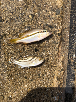 久しぶりの砂浜からの投げ釣りです。