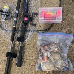 ⭐︎タコが本命