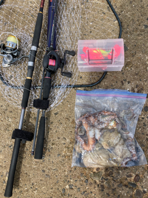 ⭐︎タコが本命