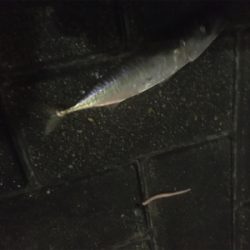 サバング?サバリング?サバゲー?