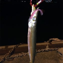 またもやカマス