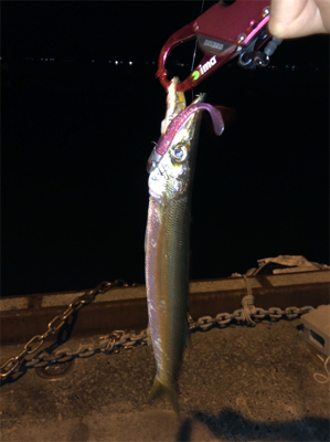 またもやカマス