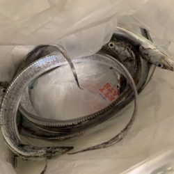 渋めの中安定の太刀魚