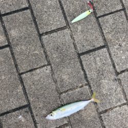 初秋、湾奥コスモ青物一番乗り。ギリ鰤80cm。。