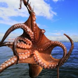 雨上がりでタコ